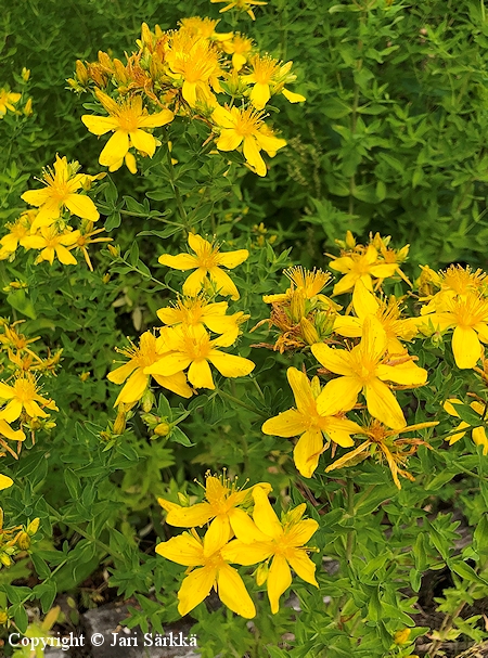 Hypericum perforatum, mkikuisma